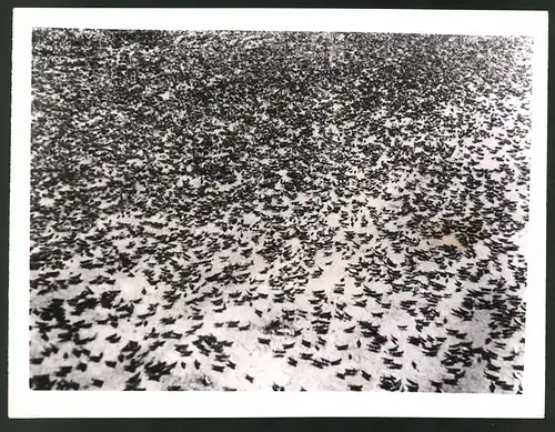 Fotografie Raupenplage in der kanadischen Provinz Manitoba