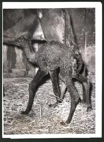 Fotografie Ansicht London, Neugeborenes Dromedar Sadie im Zoo