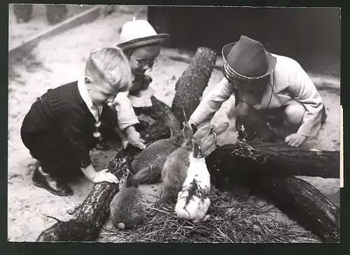 Fotografie Ansicht Berlin, Kaninchen in Streichelzoo