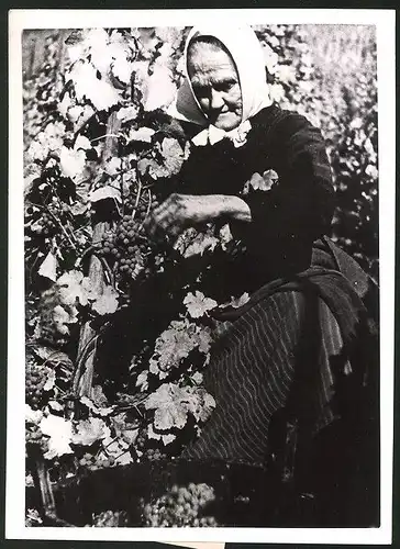 Fotografie Alte Winzerin bei Weinlese