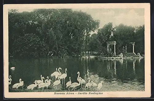 AK Buenos Aires, Jardin Zoológico, Flamingos