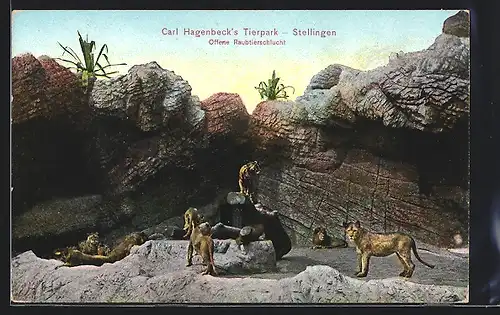 AK Hamburg-Stellingen, Carl Hagenbecks Tierpark, Raubtierschlucht