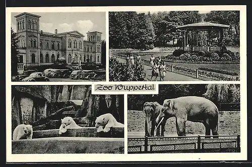AK Wuppertal, Zoo, Eingang, Elefanten, Eisbären