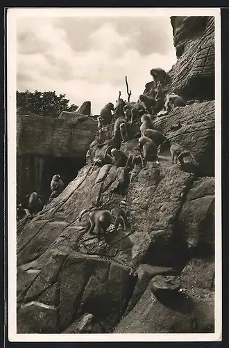 AK Stellingen-Hamburg, Mantelpaviane am Affenfelsem in Carl Hagenbecks Tierpark