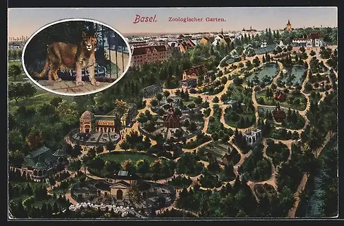 AK Basel, Zoologischer Garten, Vogelschau, Puma