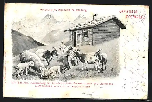 AK Frauenfeld, VII. Schweiz. Ausstellung für Landwirtschaft, Forstwirschaft und Gartenbau 1903, Bäuerin melt Ziegen