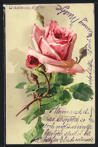 Künstler-AK Catharina Klein: Rosafarbene Rose mit Knospen