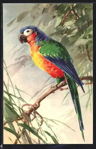 Künstler-AK Catharina Klein: Papagei mit blauem Gefieder