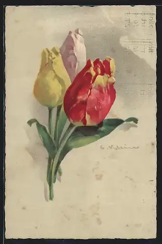 Künstler-AK Catharina Klein: Drei verschiedenfarbige Tulpen