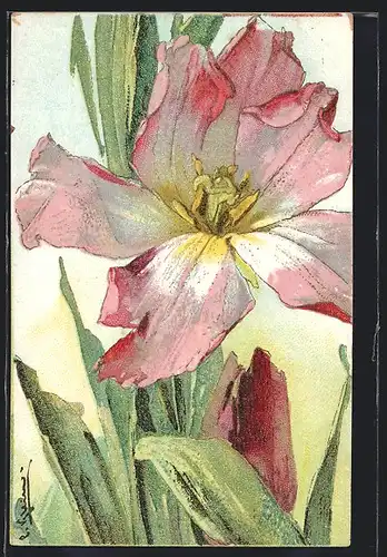 Künstler-AK Catharina Klein: Tulpe mit weit geöffneter Blüte
