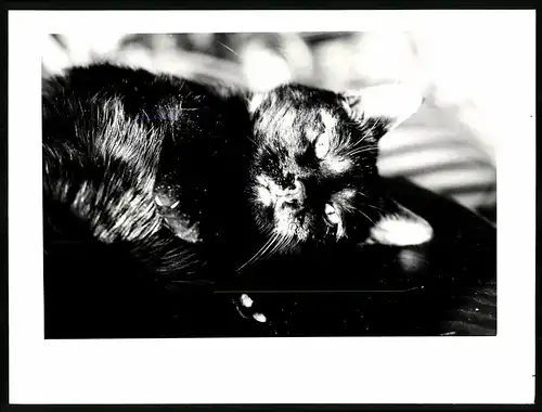Fotografie schwarze Katze liegend auf einem Tisch