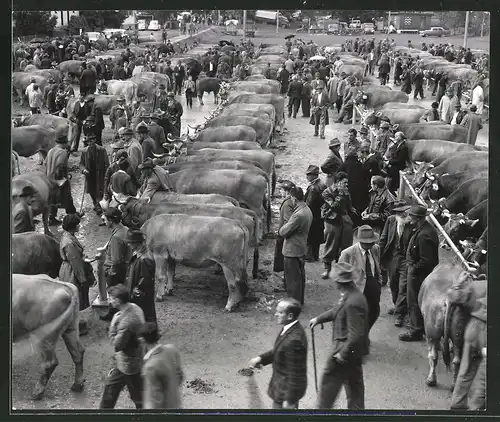 Fotografie Braunviehmarkt im Harz, Nutzvieh vor der Versteigerung