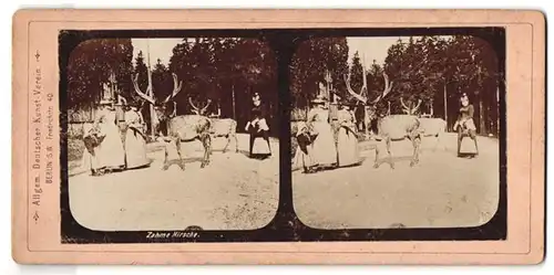 Stereo-Fotografie Allgemeiner Deutscher Kunst-Verein, Berlin S.W., Zahme Hirsche