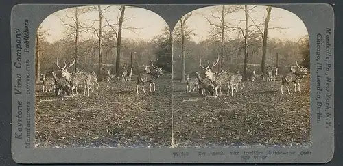 Stereo-Fotografie Keystone View Company, Meadville /Pa, Axis Hirsche