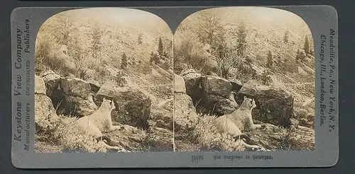 Stereo-Fotografie Keystone View Company, Meadville /Pa, Berglöwe in Colorado, Puma