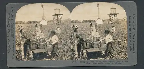 Stereo-Fotografie Keystone View Company, Meadville /Pa, Ernte von Indian River Ananas in Florida