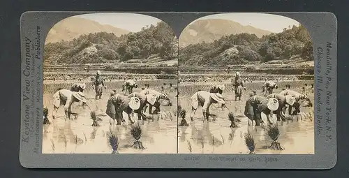 Stereo-Fotografie Keystone View Company, Meadville /Pa, Reis-Pflanzer in Japan