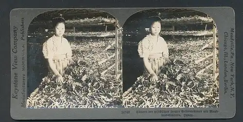 Stereo-Fotografie Keystone View Company, Meadville /Pa, Japanerin füttert Seidenraupen mit Maulbeerblättern