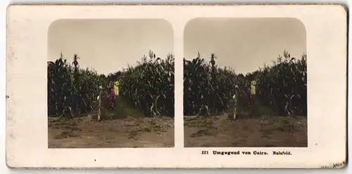 Stereo-Fotografie Ansicht Kairo, Frauen auf einem Maisfeld