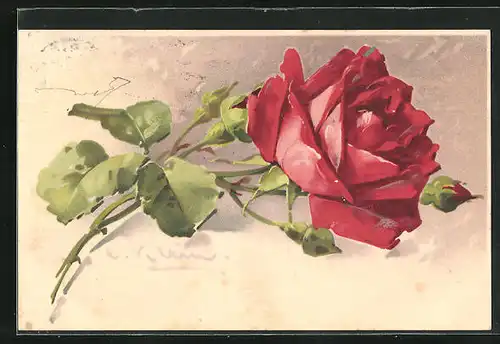 Künstler-AK Catharina Klein: Rote Rose mit Blättern