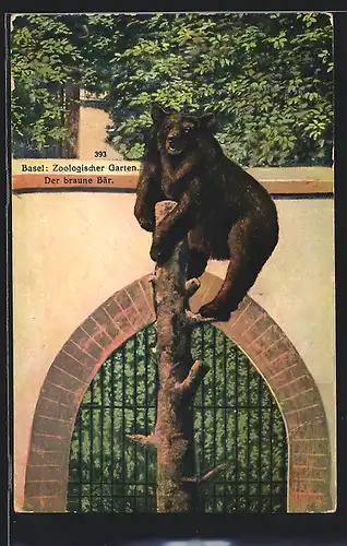 AK Basel, Ein Braunbär auf einem Baum im Zoologischen Garten
