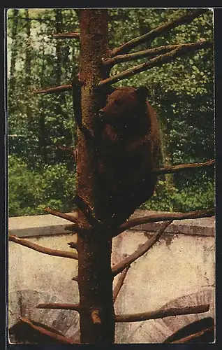 AK Basel, Zoologischer Garten, Bärenzwinger