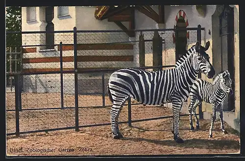 AK Basel, Zoologischer Garten, Zebra