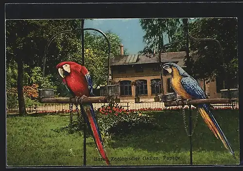 AK Basel, Zoologischer Garten, Papagei