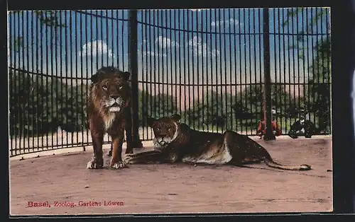 AK Basel, Löwenpaar im Zoologischen Garten