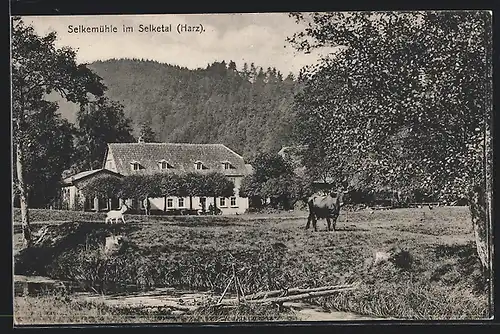 AK Selketal /Harz, Selkemühle mit Berg und Gewässer