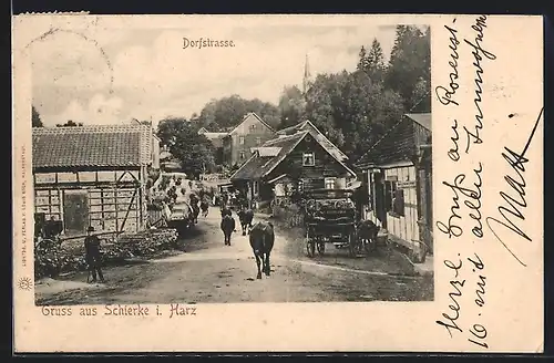 AK Schierke i. Harz, Dorfstrasse mit Rindern und Wohngebäuden