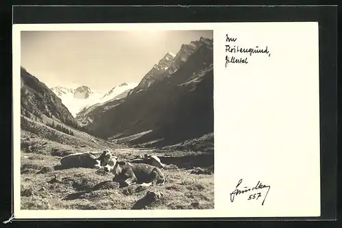 Foto-AK Hans Hruschka Nr. 557: Floitengrund, Zillertal