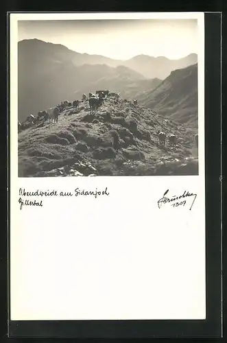 Foto-AK Hans Hruschka Nr. 1307: Abendweide am Sidanjoch, Zillertal