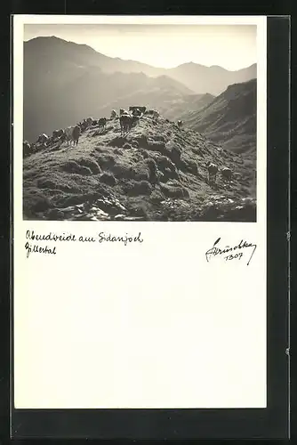 Foto-AK Hans Hruschka Nr. 1307: Abendweide am Sidanjoch, Zillertal