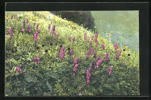 Künstler-AK Photochromie Nr.: Blühende Blumenwiese