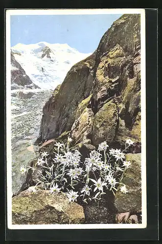 Künstler-AK Photochromie Nr. 1495: Edelweiss im Engadin