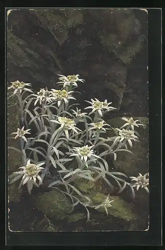 Künstler-AK Photochromie Nr. 770: Leontopodium alpinum, Alpen-Edelweiss