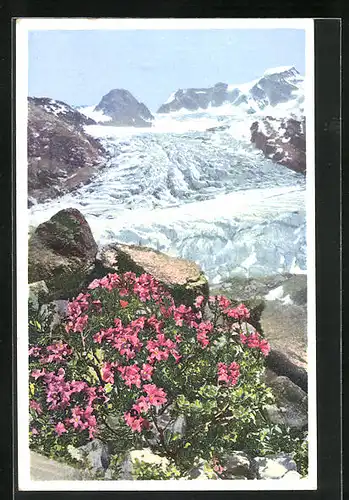 Künstler-AK Photochromie Nr. 1500: Engadin, Rhododendron hirsutum Almenrausch am Persgletscher