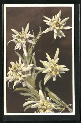 Künstler-AK Photochromie Nr. 1860: Leontopodium alpinum, Edelweiss