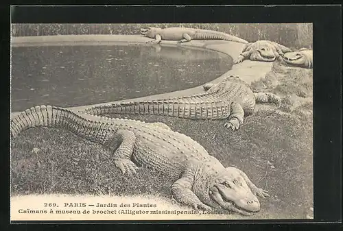 AK Paris, Jardin des Plantes, Caimans à museum de brochet, Krokodile