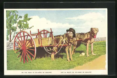 AK Sur la route de Ste-Anne de Beaupré, Hundegespann auf einer Wiese, vermenschlichte Tiere