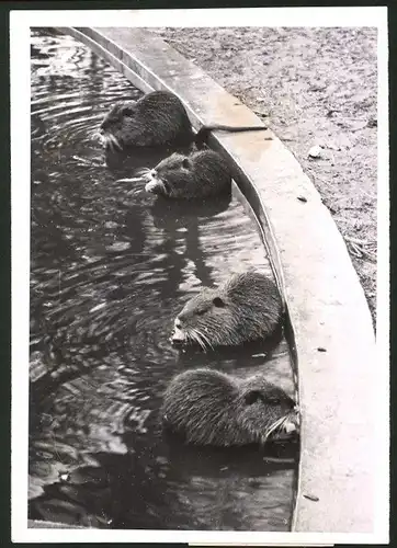 Fotografie Biber einer Biberfarm