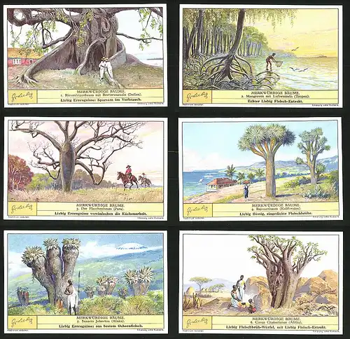6 Sammelbilder Liebig, Serie Nr.: 1306, Merkwürdige Bäume, Riesenfeigenbaum, Cissus, senecio, Bajonettbaum, Flaschenbaum