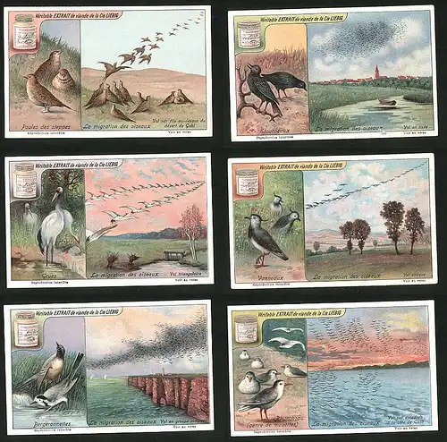 6 Sammelbilder Liebig, Serie Nr.: 1122, La migration des oiseaux, Rhynchops, Bergeronnettes, Vanneaux, Grues