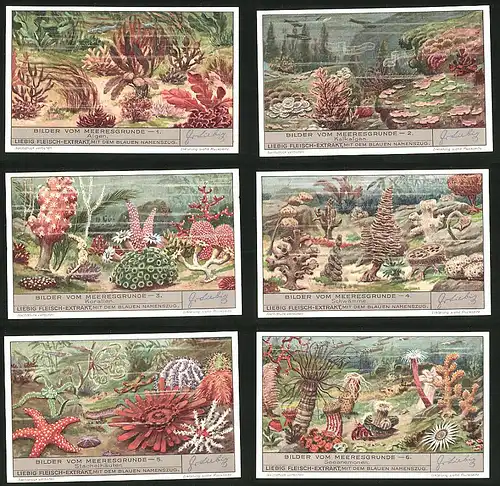 6 Sammelbilder Liebig, Serie Nr.: 1345, Bilder vom Meeresgrunde, Seeanemonen, Stachelhäuter, Schwämme, Korallen