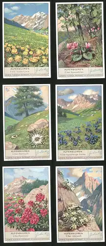6 Sammelbilder Liebig, Serie Nr. 1335: Alpenblumen, Kurzstieliger Enzian, Edelweiss, Eberwurz, Alpenveilchen