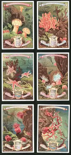 6 Sammelbilder Liebig, Serie Nr. 595: Unter dem Meeresspiegel, Koralle, Rose, Schwamm, Fisch