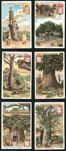6 Sammelbilder Liebig, Serie Nr.: 690, Merkwürdige Bäume, Affenbrotbaum, Cypresse, Mammutbaum, Tempel