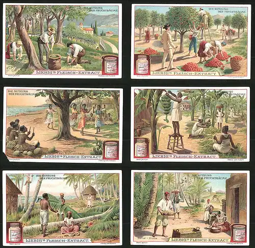 6 Sammelbilder Liebig, Serie Nr. 878: Die Nutzung der Fruchtbäume, Ernte, Bananen, Kokosnuss, Oliven