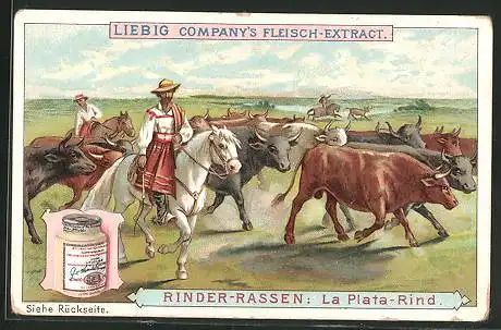 Sammelbild Liebig, Rinder-Rassen, La Plata-Rind